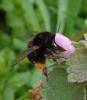 Anthophora plumipes